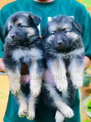 German Shepherd Long Coat Puppies