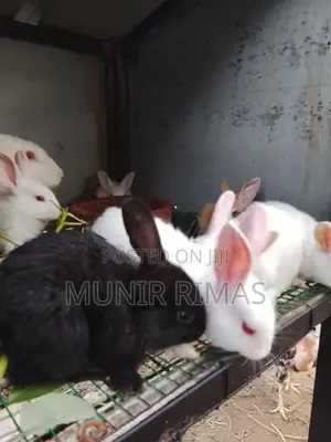 Rabbit Pairs