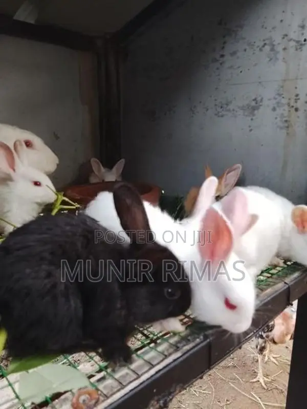 Rabbit Pairs