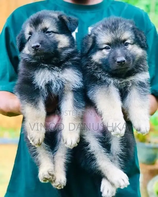 German Shepherd Long Coat Puppies