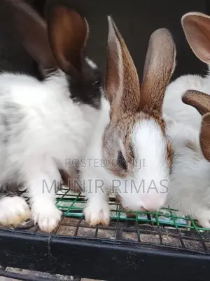 Rabbit Pairs