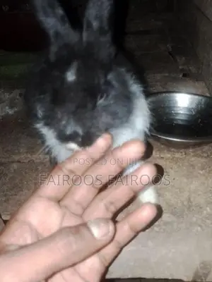 Rabbit