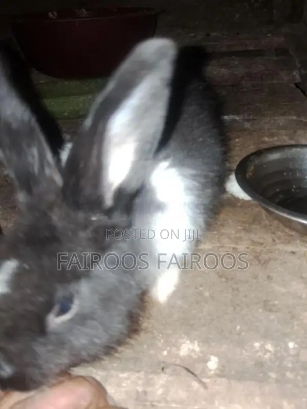 Rabbit