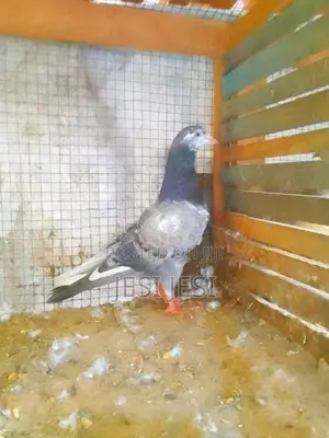 Pigeon