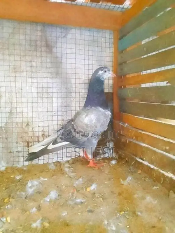 Pigeon