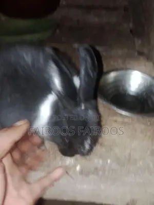 Rabbit