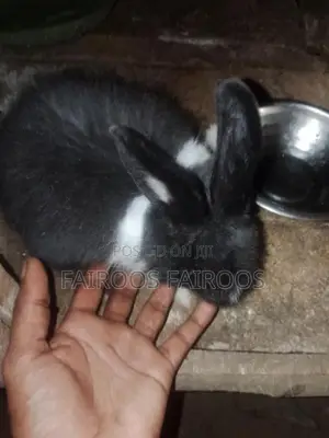 Rabbit