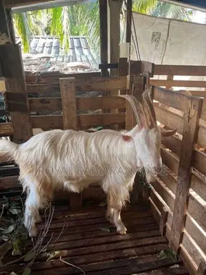 Saanen Male Goat