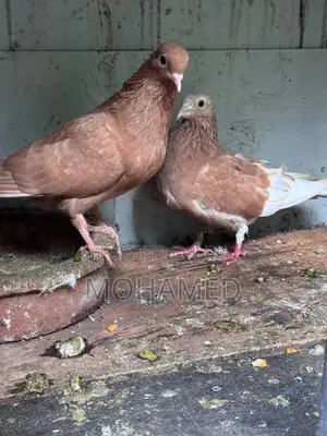 Samara Pigeon