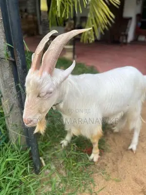 Saanen Male Goat