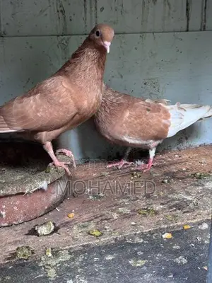 Samara Pigeon