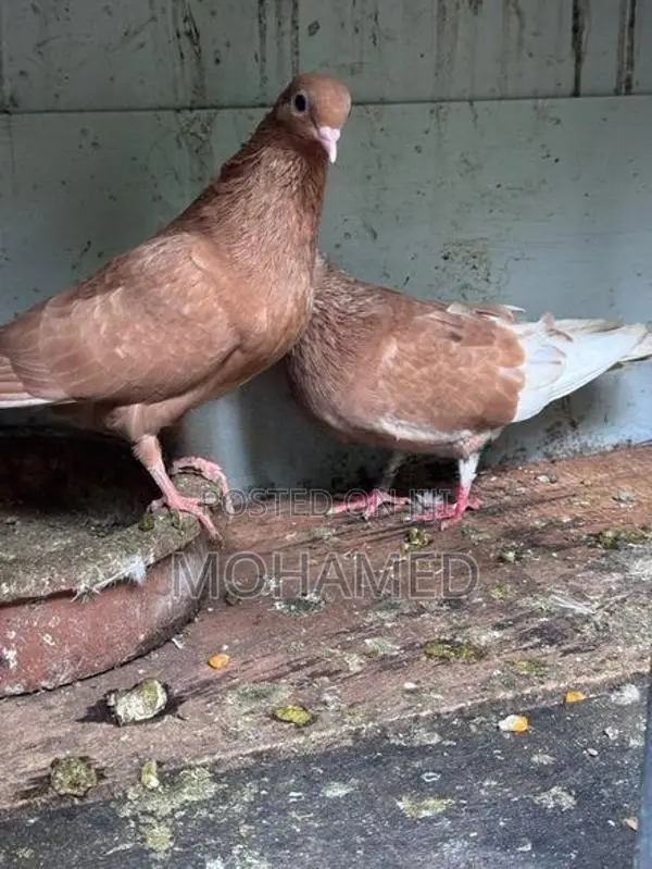 Samara Pigeon