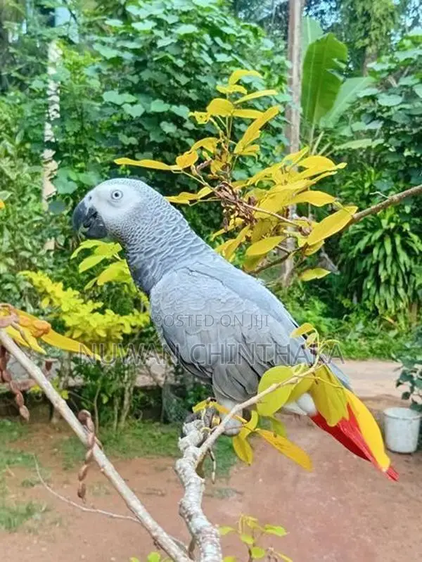 African Grey