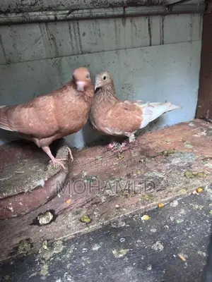 Samara Pigeon