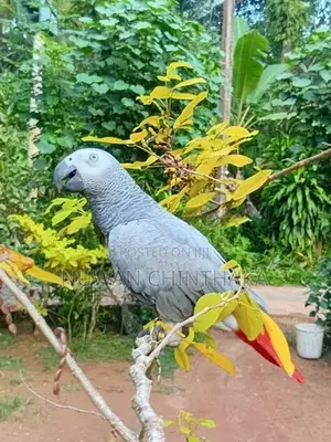 African Grey