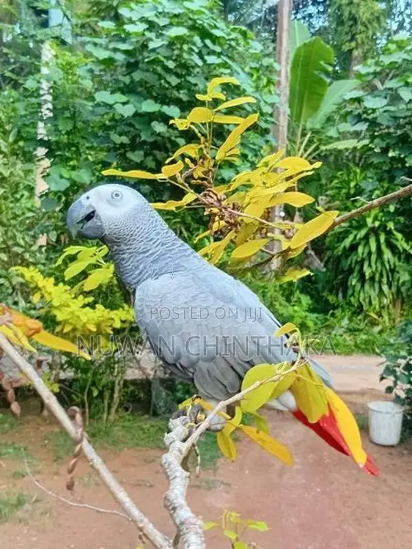 African Grey