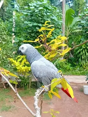 African Grey