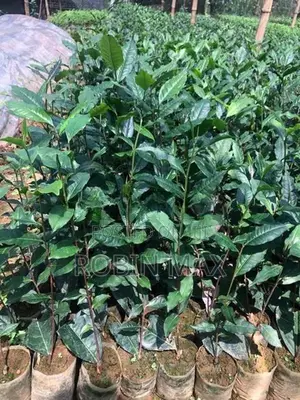 Tea Plants