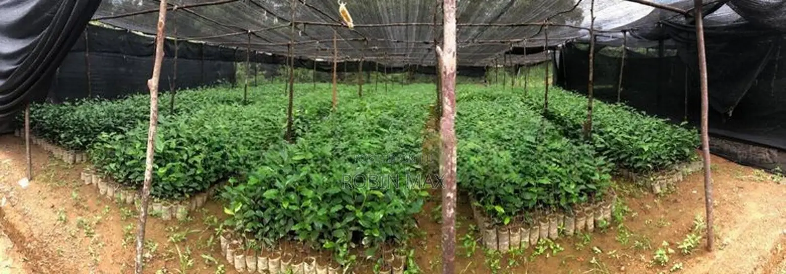 Tea Plants