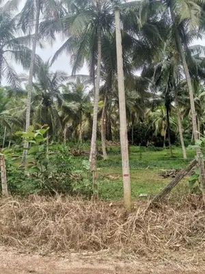 කුරුණෑගල, විරඹුගෙදර ආසන්නයෙන් පොල් ඉඩමක් විකිණීමට