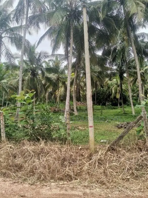 කුරුණෑගල, විරඹුගෙදර ආසන්නයෙන් පොල් ඉඩමක් විකිණීමට