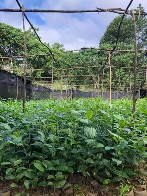 Tea Plants