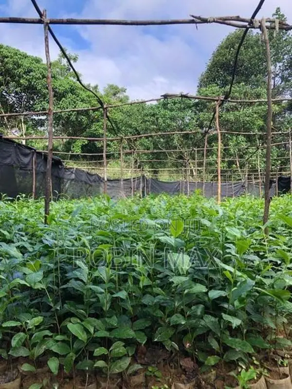 Tea Plants