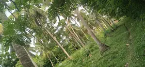 කුරුණෑගල, විරඹුගෙදර ආසන්නයෙන් පොල් ඉඩමක් විකිණීමට