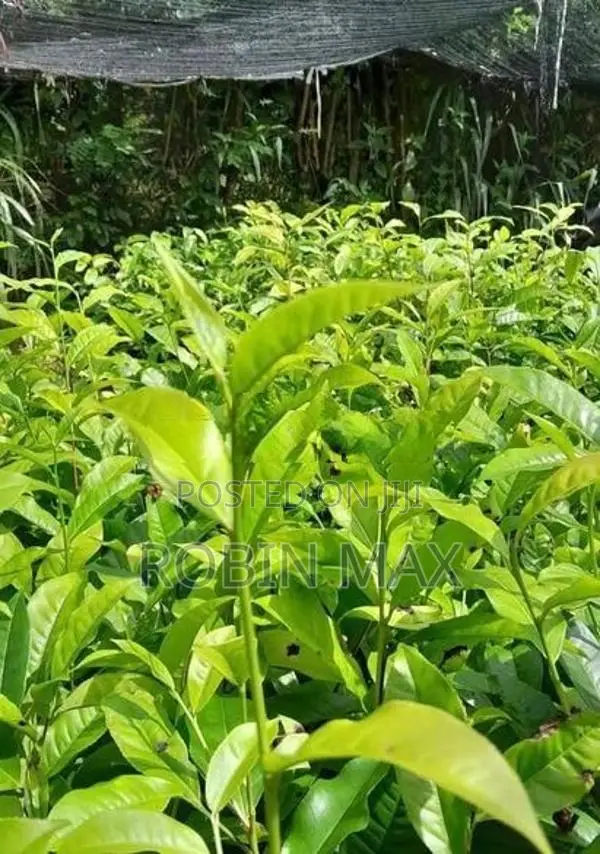 Tea Plants