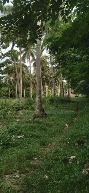 කුරුණෑගල, විරඹුගෙදර ආසන්නයෙන් පොල් ඉඩමක් විකිණීමට