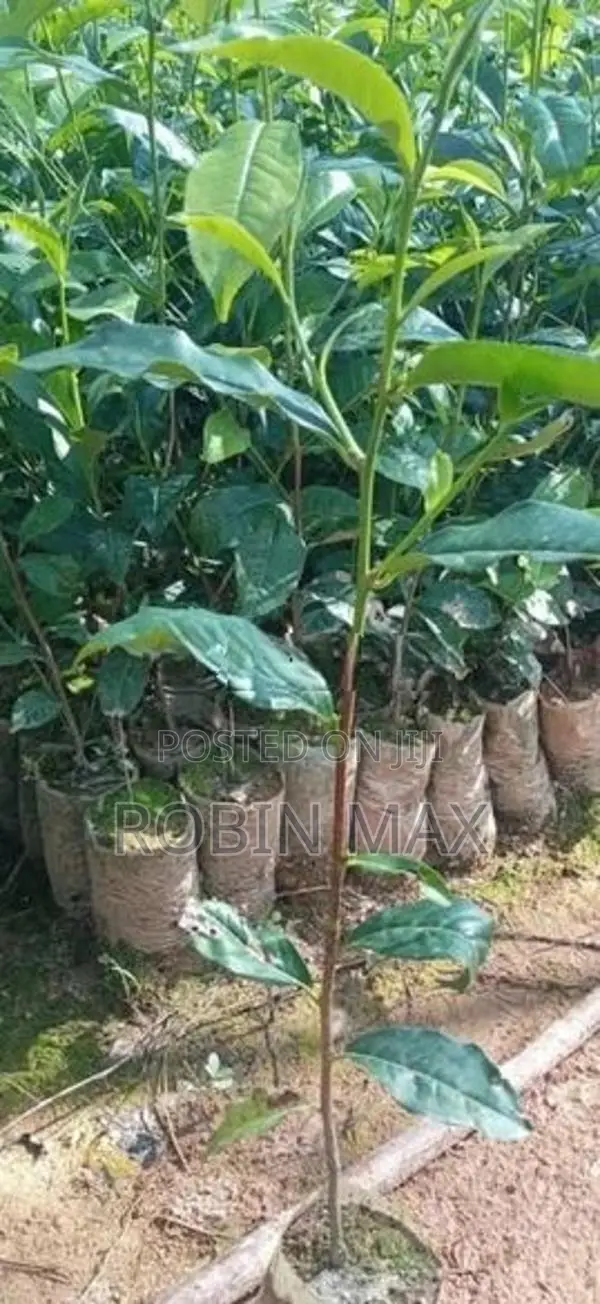 Tea Plants
