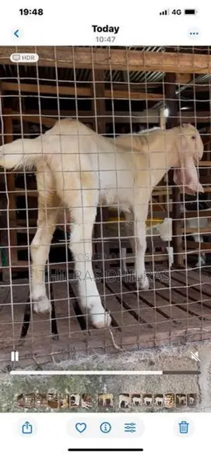 Jamnapari Goat