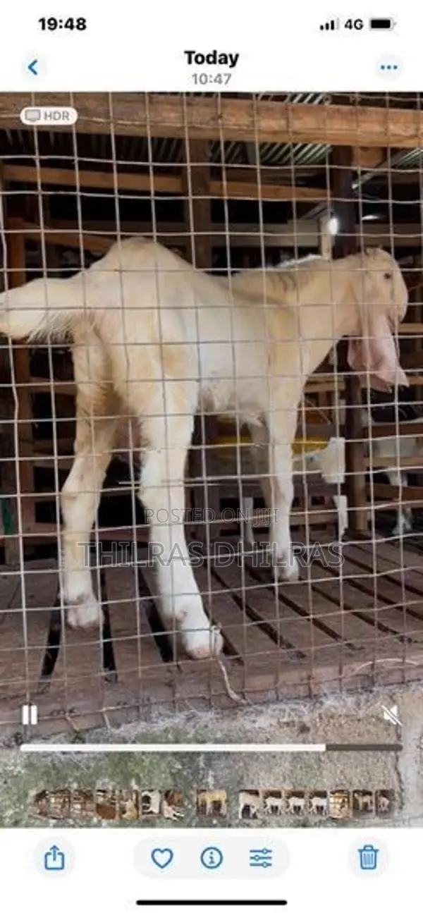 Jamnapari Goat
