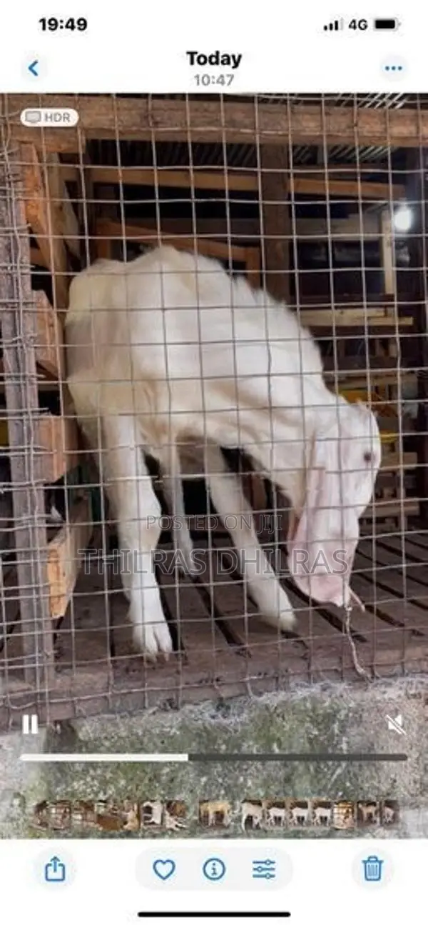 Jamnapari Goat