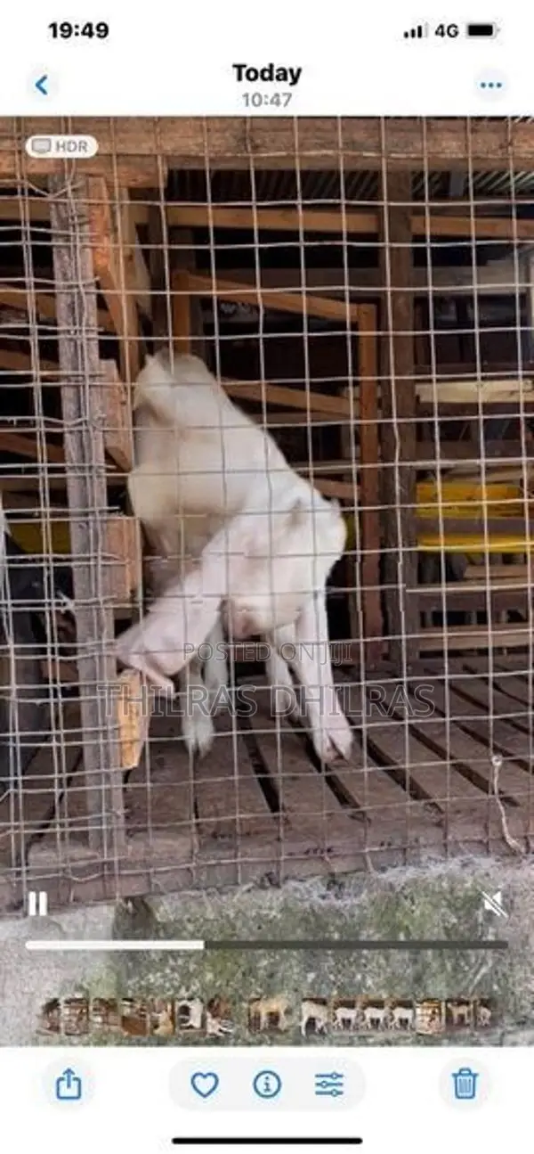 Jamnapari Goat