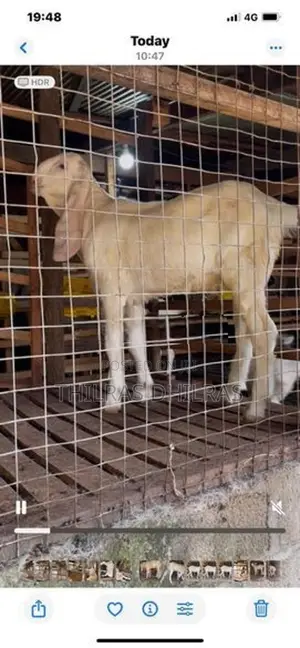Jamnapari Goat