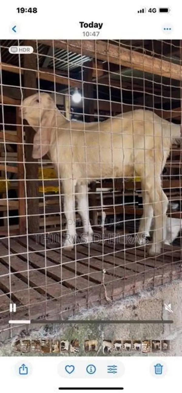 Jamnapari Goat