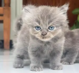 Persian Cat