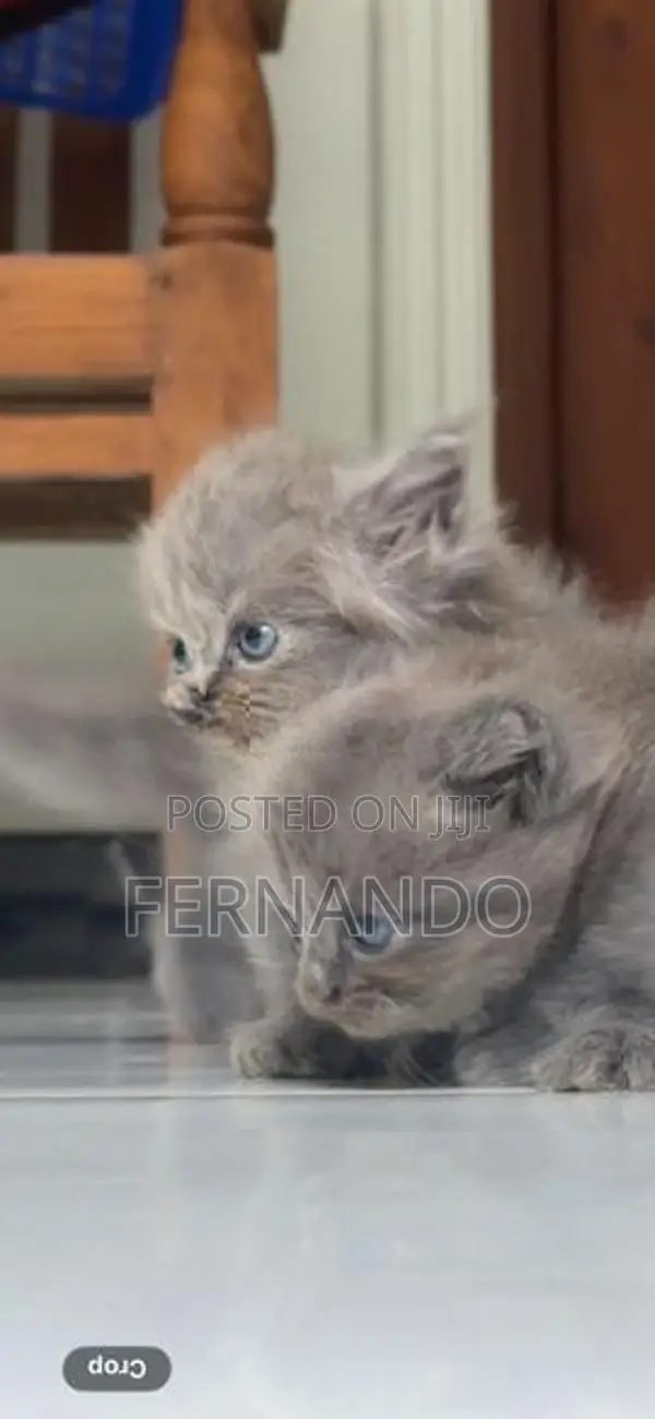 Persian Cat