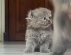 Persian Cat