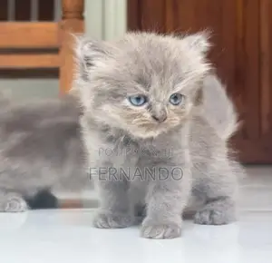 Persian Cat