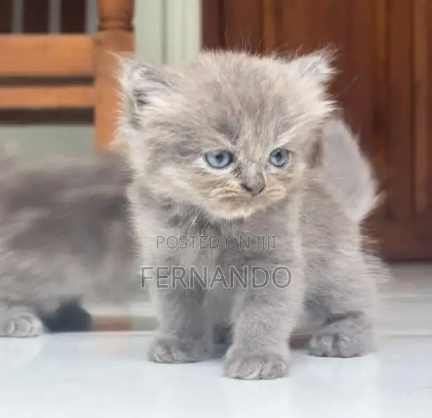 Persian Cat