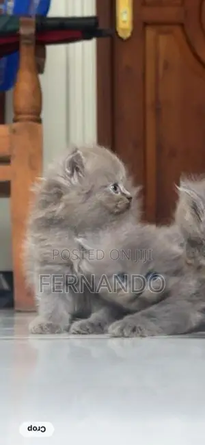 Persian Cat