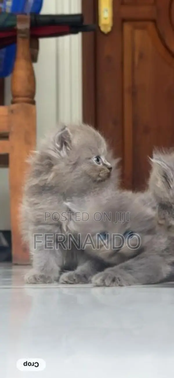 Persian Cat