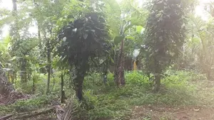 Land for Sale Kadawatha