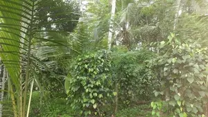 Land for Sale Kadawatha