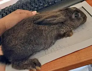 Rabbits