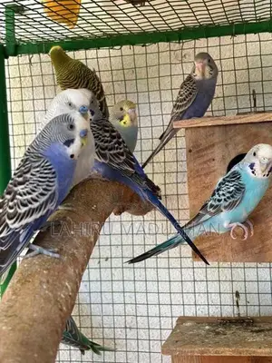 Love Birds