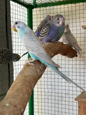Love Birds