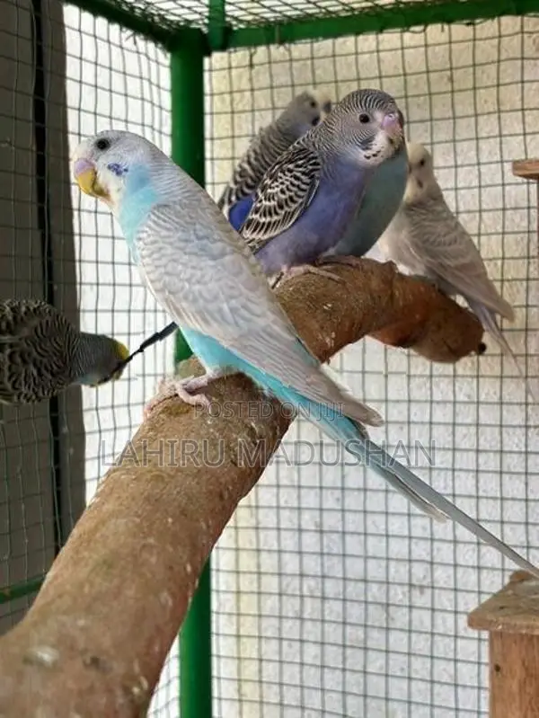 Love Birds